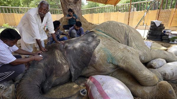 Kasihan, Kondisi Gajah yang Sakit Ini Kian Memburuk