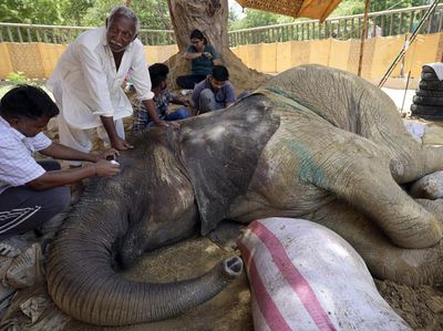 Kasihan, Kondisi Gajah yang Sakit Ini Kian Memburuk