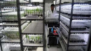 Melihat Pembibitan Kelapa Kopyor di PPBBI Bogor