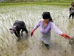 PBB: Kesetaraan Gender Bisa Hasilkan US$ 1 Triliun di Sektor Pertanian