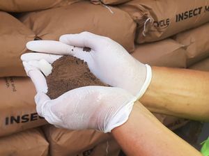 Perdana, Sumut Ekspor Tepung Larva Senilai Rp 692 M ke Amerika Serikat Perdana, Sumut Ekspor Tepung Larva Senilai Rp 692 M ke Amerika Serikat