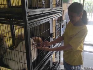 Rumah Penitipan Hewan Mulai Banjir Peliharaan Titipan Pemilik yang Mudik Rumah Penitipan Hewan Mulai Banjir Peliharaan Titipan Pemilik yang Mudik