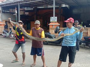 Hiii, Piton 4 Meter Ditangkap Warga Kudus Usai Mangsa Hewan Ternak