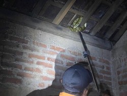 Tloler! Uar Sanca 1,2 Meter Sembunyi di Atap Warga Dermojurang Bantul