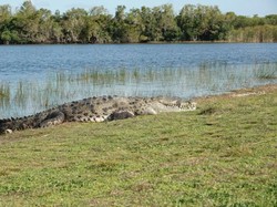 Ngeri! Sisa Tubuh Manusia Ditemukan di Perut Buaya Raksasa