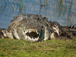 Pria Gigit Balik Buaya yang Mau Memangsanya dan Selamat Pria Gigit Balik Buaya yang Mau Memangsanya dan Selamat
