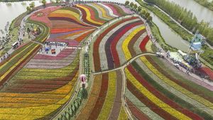 Foto Udara Keindahan Taman dengan Bunga Tulip Bermekaran