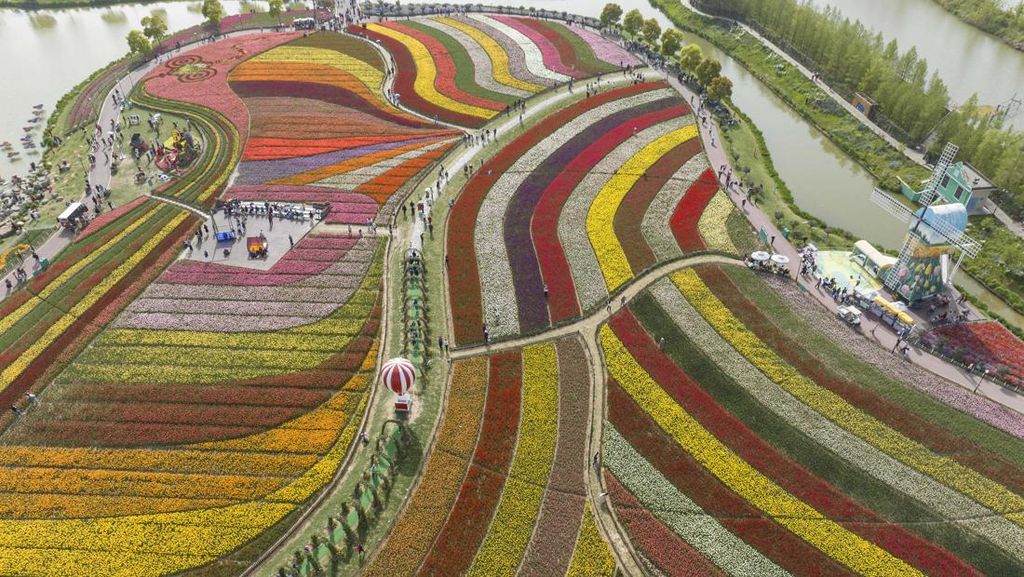 Foto Udara Keindahan Taman dengan Bunga Tulip Bermekaran Foto Udara Keindahan Taman dengan Bunga Tulip Bermekaran