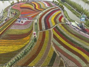 Foto Udara Keindahan Taman dengan Bunga Tulip Bermekaran