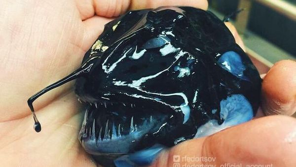 Nelayan Rusia Abadikan Makhluk Hidup Laut yang Mengerikan