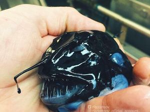 Nelayan Rusia Abadikan Makhluk Hidup Laut yang Mengerikan