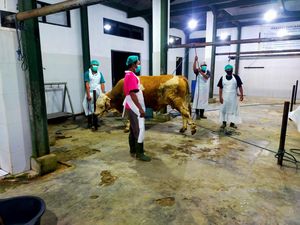 Jadi Pilot Project Sertifikasi Halal Nasional, Dua RPH Banyuwangi Lolos Audit Jadi Pilot Project Sertifikasi Halal Nasional, Dua RPH Banyuwangi Lolos Audit