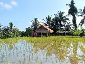 Ngopi Santai Sembari Menyantap Laklak di Sawah Desa Bakas Ngopi Santai Sembari Menyantap Laklak di Sawah Desa Bakas