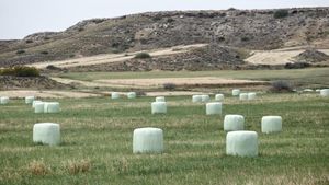Bola-bola Jerami di Cyprus Ditutup Plastik saat Cuaca Ekstrem