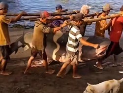 Viral Warga Ramai-ramai Gotong Hiu Macan untuk Dikonsumsi