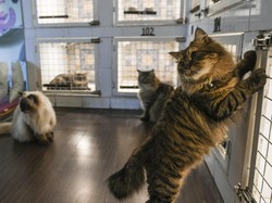 Hari Kucing Sedunia 2023: Sejarah, Tujuan, dan Twibbonnya