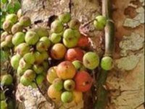 Kombinasi Payung-Kunci untuk Keberhasilan Konservasi