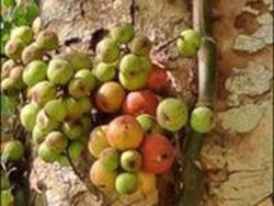 Kombinasi Payung-Kunci untuk Keberhasilan Konservasi