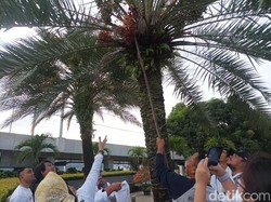 Mengunjungi Masjid Al Azhar, Bisa Cicipi Kurma Langsung dari Pohonnya