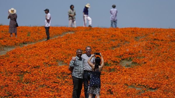 Menikmati Indahnya Bunga Poppy yang Menyelimuti Antelope Valley