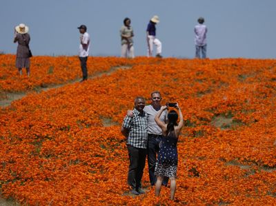 Menikmati Indahnya Bunga Poppy yang Menyelimuti Antelope Valley