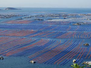 Potret Hamparan Budidaya Abalone di Lepas Pantai China