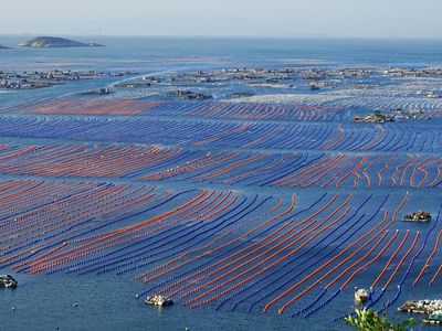 Potret Hamparan Budidaya Abalone di Lepas Pantai China