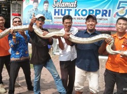 Heboh Ular Piton 4 Meter Bersarang di Gudang Kantor Pajak Pasuruan