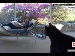 Ketawa Ngakak! Sedang Bersantai, eh Dicilukba Beruang dan Sama-sama Kaget