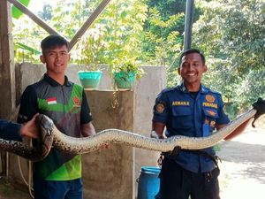 Heboh 2 Ular Piton Sepanjang 3 Meter Muncul di Permukiman Warga di Bogor