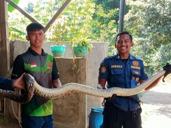 Heboh 2 Ular Piton Sepanjang 3 Meter Muncul di Permukiman Warga di Bogor