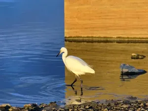 Foto Burung Ini Bikin Mata dan Otak Terkecoh Padahal Bukan Hasil Photoshop Foto Burung Ini Bikin Mata dan Otak Terkecoh Padahal Bukan Hasil Photoshop