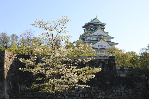 Foto: instagram.com/osaka_castle_park Osaka Castle/