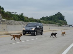 Sst... Ridwan Kamil Bocorkan Waktu Peresmian Tol Cisumdawu