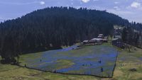 Indahnya Hamparan Bunga Oleander Biru Bermekaran di Turki