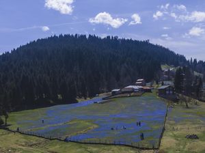 Indahnya Hamparan Bunga Oleander Biru Bermekaran di Turki