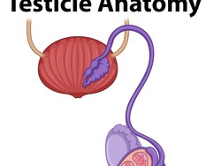 Mengenal Testis Serta Bagian untuk Produksi Sperma dan Testosterone