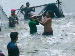 Kontes Bandeng Kawak, Tradisi Warga Gresik Sambut Lebaran