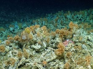 Potret Terumbu Karang Kuno di Kepulauan Galapagos