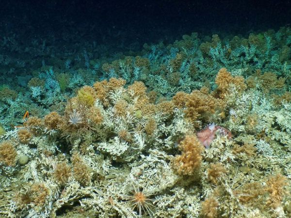 Potret Terumbu Karang Kuno di Kepulauan Galapagos