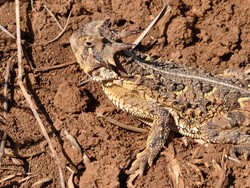 Kadal Ini Bisa Semprotkan Darah dari Mata, Apa Fungsinya?