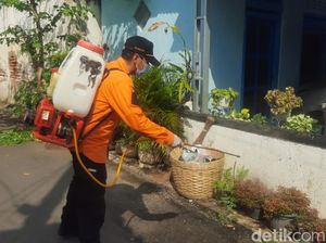 Ribuan Ulat Bulu Teror Warga Perumahan Dawuhan Situbondo