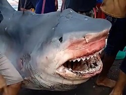Viral Hiu Macan Besar Digotong Warga Lombok Timur, Ini Kata BKSDA