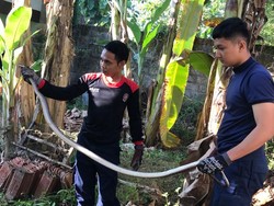 Ular Kobra-Koros Bikin Kaget Warga Bantul Dievakuasi Damkar