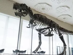Kerangka Tyrannosaurus Rex Berusia 67 Juta Tahun Terjual Rp 92 Miliar Kerangka Tyrannosaurus Rex Berusia 67 Juta Tahun Terjual Rp 92 Miliar