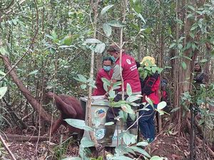 Alhamdulillah, Orangutan Kena Jerat Akhirnya Bisa Kembali ke Habitatnya