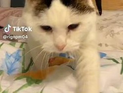 Gaya Hidup Kucing Tua Ini Bikin Banyak Orang Heran