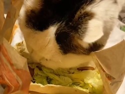 Rahasia Panjang Umur Kucing 18 Tahun, Gegara Hobi Makan Taco