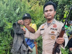 Ngeri! Kepala Pria di Siak Putus Diterkam Harimau