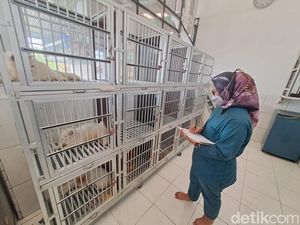 Jasa Penitipan Kucing di Jombang Ramai Diserbu Pemudik Jasa Penitipan Kucing di Jombang Ramai Diserbu Pemudik